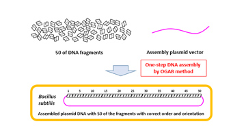 Method of preparing an equimolar DNA mixture for one-step DNA assembly of over 50 fragments 