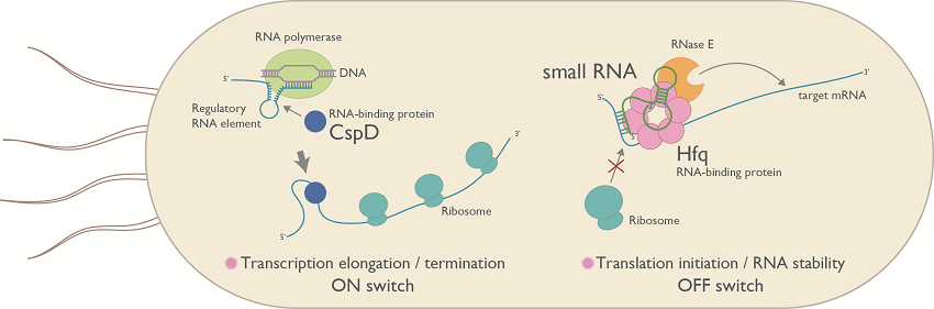 微生物制御RNAプロジェクト/Bacterial regulatory RNA project