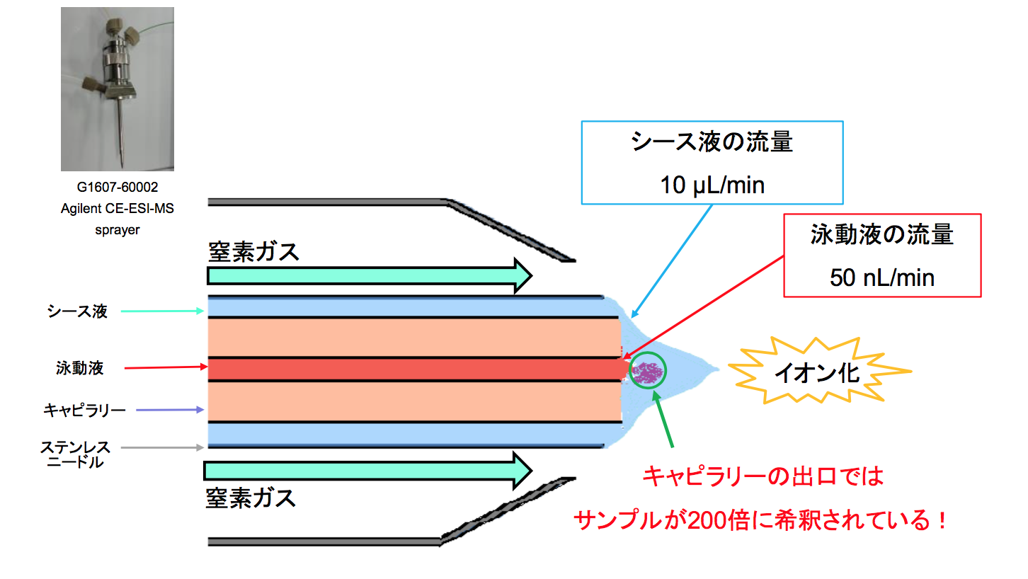 Hirayama_Fig1.png